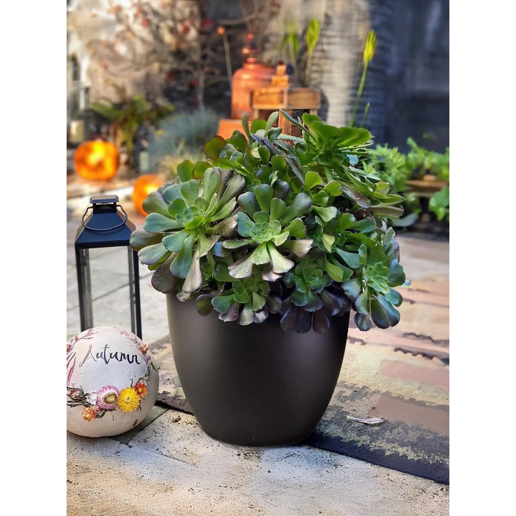 IDEALIST Lite 50cm Large Garden Planter for Trees | Washed Light Concrete Egg Round Planter | Contemporary Outdoor Plant Pot D50 H50 cm, 98L